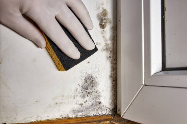 Best Mold Removal for HVAC Installations  in Tusculum, TN
