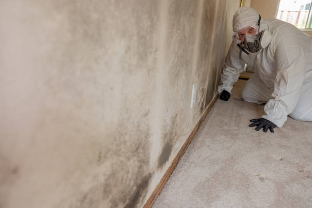 Best Asbestos and Lead Testing During Mold Inspection  in Tusculum, TN